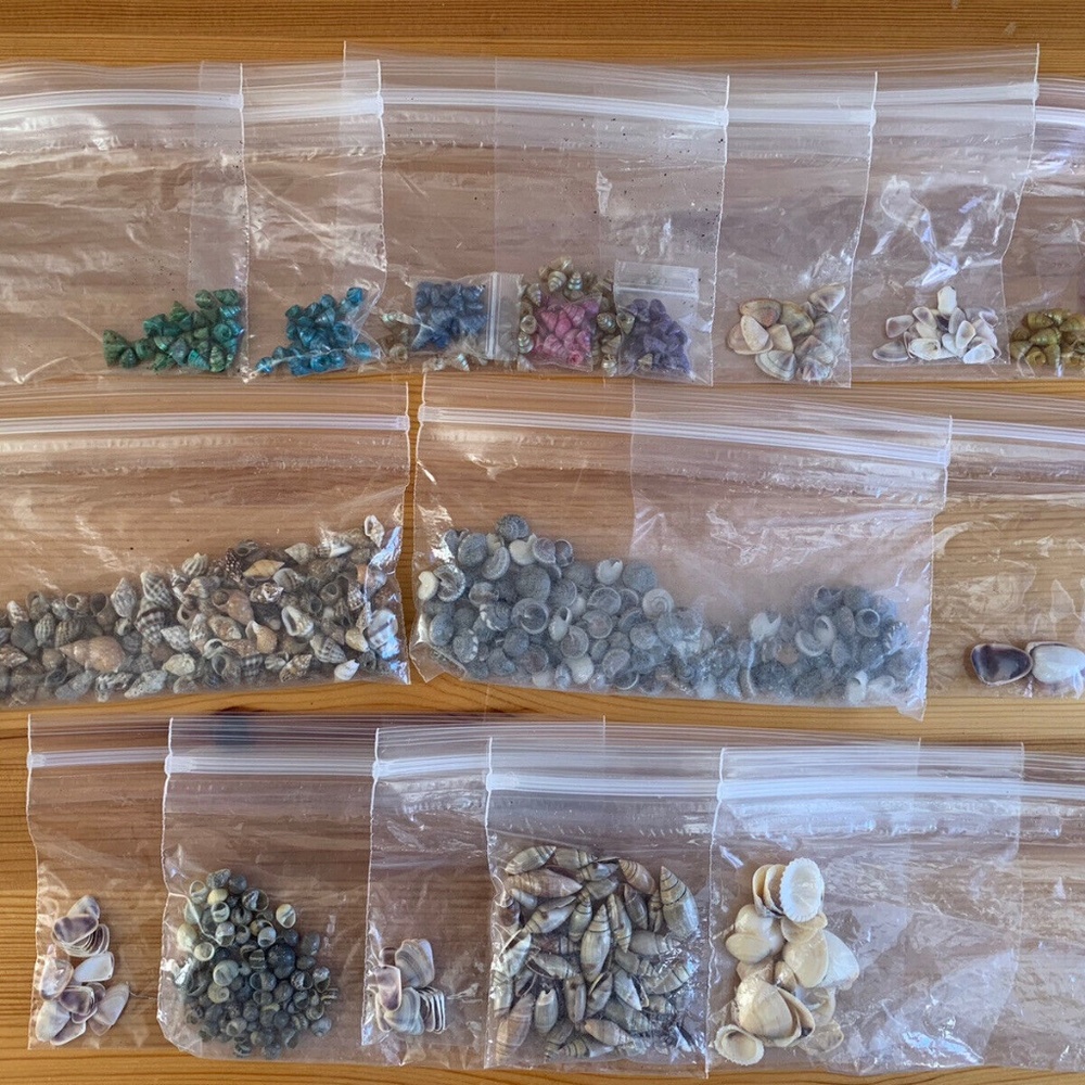 Lot of Small & Tiny Conch Sea Shells Crafting, jewelry Or DIY project